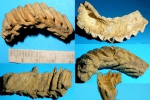 Lopha sp. Lopha sp.