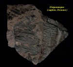 Neuropteris Neuropteris