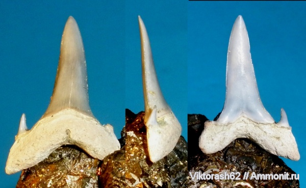 палеоген, рыбы, позвоночные, кайнозой, зубы акул, Малинский карьер, fish, shark teeth