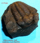 Ellipsocophalus hoffi