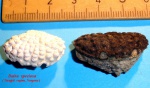 разноцветные Daira speciosa