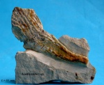 еще одна из Ventriculitidae