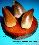 Зубы Mosasaurus (Liodonan ceps owen) Зубы Mosasaurus (Liodonan ceps owen)