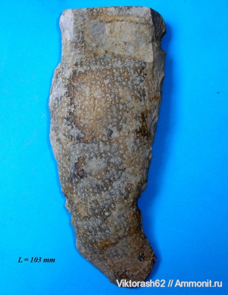 мел, губки, мезозой, беспозвоночные, Галич, Ventriculites, Cretaceous