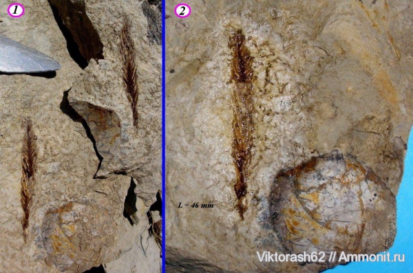 гастроподы, мел, растения, мезозой, брюхоногие моллюски, р. Днестр, Cretaceous