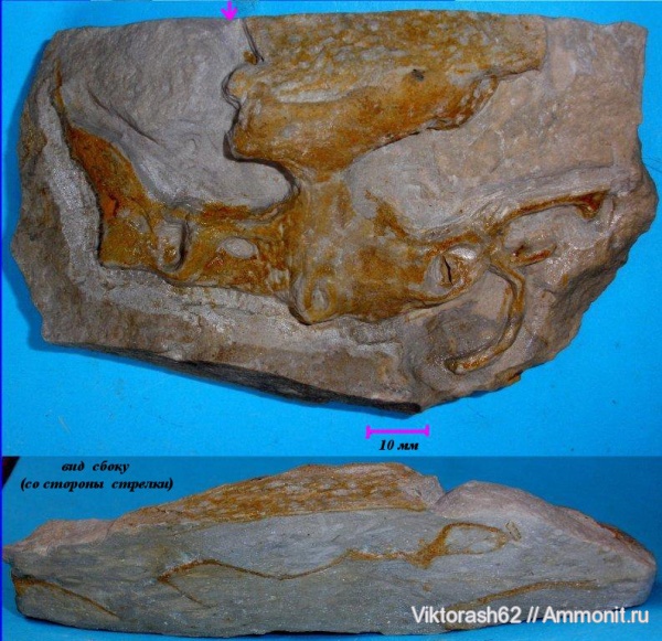 мел, губки, мезозой, беспозвоночные, Галич, Cretaceous