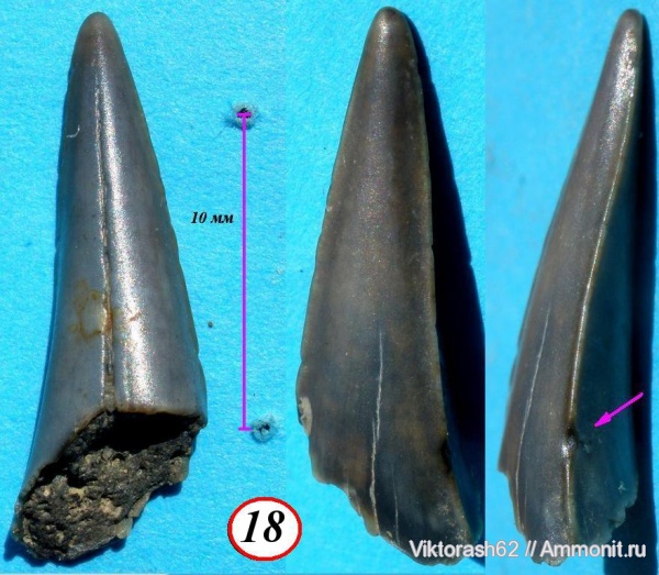 мел, рыбы, позвоночные, мезозой, зубы акул, Cretaceous, fish, shark teeth