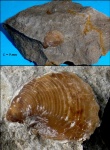 Маленький, но красивый