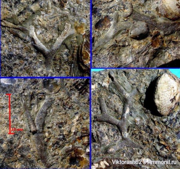 брахиоподы, девон, мшанки, палеозой, Tabulipora, Devonian, тентакулиты