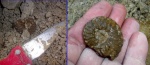 Schloenbachia