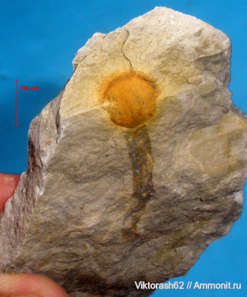мел, губки, мезозой, беспозвоночные, Галич, Cretaceous
