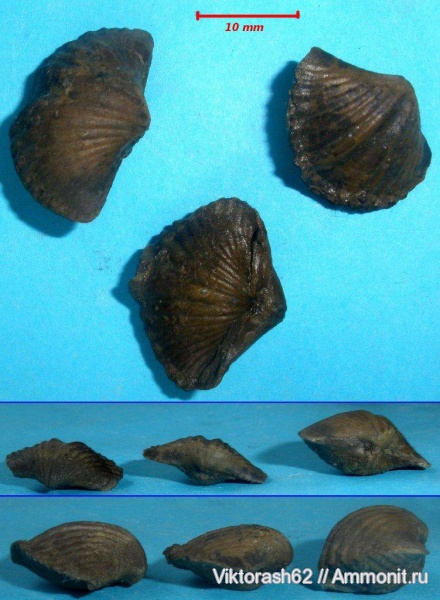 брахиоподы, девон, палеозой, Devonian, Howellella, Howellella bragensis, Чортков