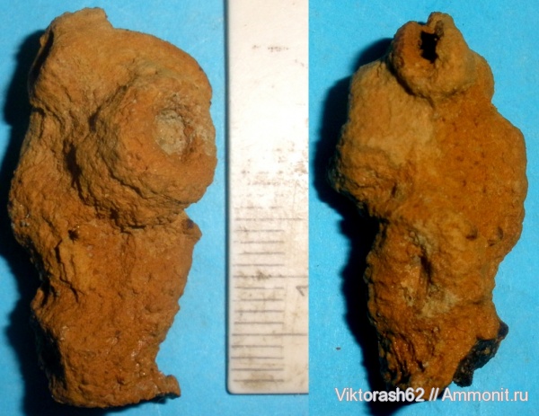 мел, губки, мезозой, беспозвоночные, Галич, Cretaceous