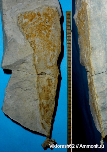 мел, губки, мезозой, беспозвоночные, Галич, Ventriculites, Cretaceous