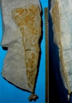 Губка Ventriculites