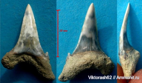 палеоген, рыбы, позвоночные, кайнозой, зубы акул, Кременчуг, fish, shark teeth