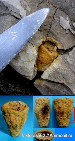 мел, губки, мезозой, беспозвоночные, Галич, Cretaceous
