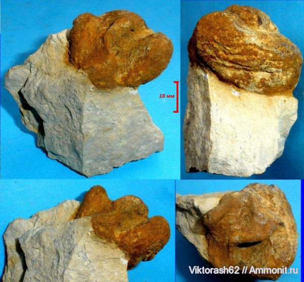 мел, губки, мезозой, беспозвоночные, Галич, Cretaceous