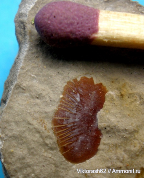 мел, рыбы, позвоночные, мезозой, чешуя, Галич, Cretaceous, fish