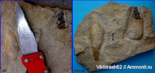 мел, губки, мезозой, беспозвоночные, Галич, Cretaceous