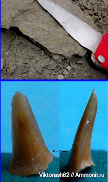 мел, рыбы, зубы, позвоночные, мезозой, Галич, Cretaceous, fish, teeth
