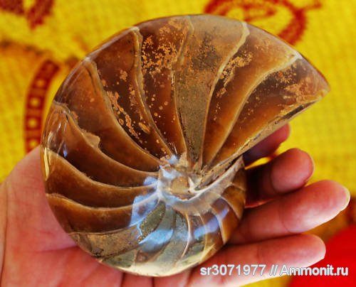 MADAGASCAR FOSSILS