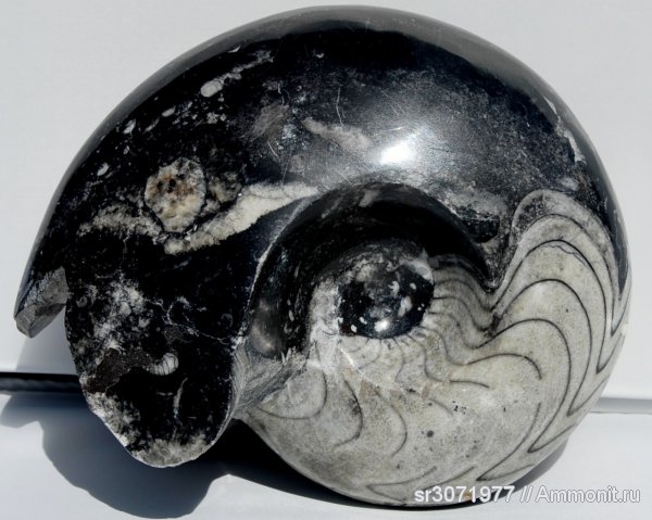 Марокко, Goniatitida, Ammonoidea, Ammonites