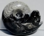 AMMONITE WHOLE GONIATITE - 2