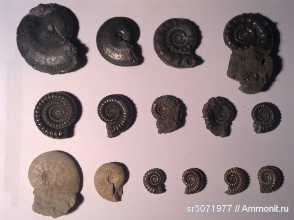 UNITED KINGDOM FOSSILS