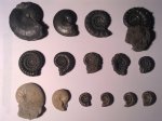 AMMONITES FROM BURTON BRADSTOCK, DORSET, UNITED KINGDOM + STONEBARROW, CHARMOUTH, DORSET, UNITED KINGDOM