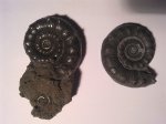 EODEROCERAS