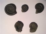 ECHIOCERAS + CRUCILOBICERAS
