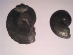 OXYNOTICERAS
