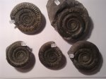 AMMONITES FROM WHITBY, YORKSHIRE, UNITED KINGDOM