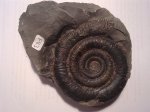 DACTYLIOCERAS TENUICOSTATUM (F83)