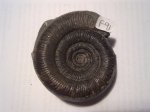 DACTYLIOCERAS TENUICOSTATUM (F91)