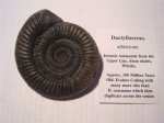 DACTYLIOCERAS ATHLETICUM (F33)