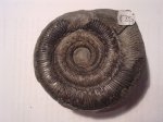 DACTYLIOCERAS TENUICOSTATUM (F35)