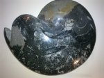 MOROCCAN GONIATITE - 1