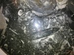 MOROCCAN GONIATITE - 2
