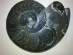 MOROCCAN GONIATITE - 3