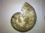 CYMATOCERAS SP. - 2