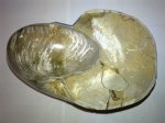 CYMATOCERAS SP. - 3
