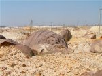 Ещё один валун содержащий большое количество ризоконкреций