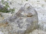 Крупный фрагмент окаменелой древесины в песчанике