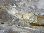 Фрагмент окаменелой древесины с предыдущей фотографии крупным планом.