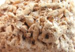 Фузулины из Царёва кургана крупным планом.