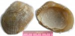 Палеогеновая двустворка Glycymeris sp. (вид сверху и снизу)
