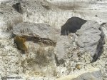Расколотый надвое останец песчаника с окаменелым растением внутри