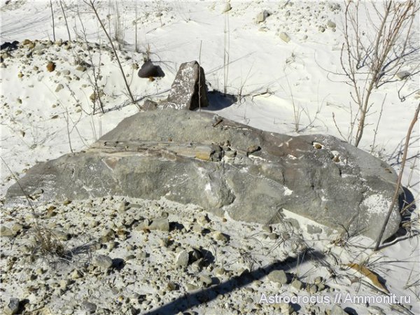 Самарская область, Чапаевск, Чапаевский  силикатный карьер, окаменевшие растения, гнилушкинская свита